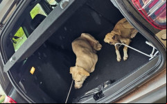 Apesar da situação de maus tratos, dois cães conseguiram sobreviver e forAM resgatados 