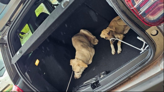 Apesar da situação de maus tratos, dois cães conseguiram sobreviver e forAM resgatados 